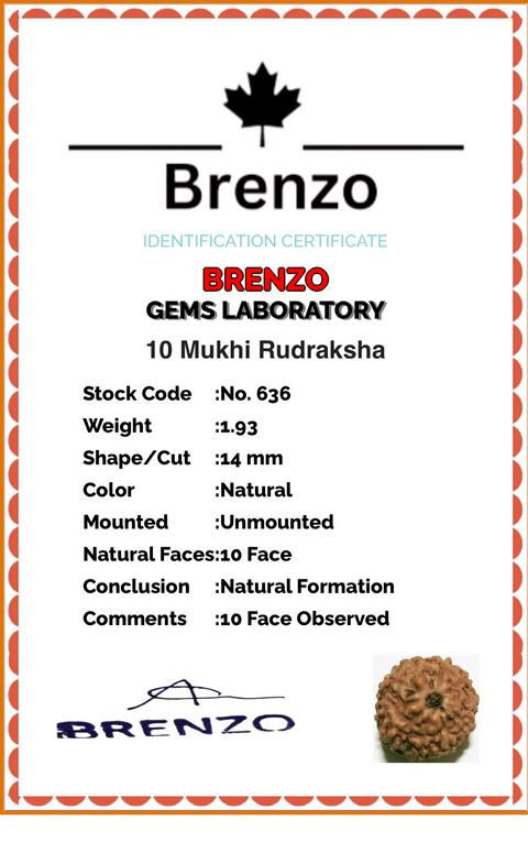 10 Mukhi Original and certified Rudraksh , Description and certificate attach( barcode can be scanned to check the certificate)