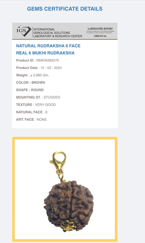 6 Mukhi Original and certified Rudraksh , Description and certificate attach (Weight and size may vary )