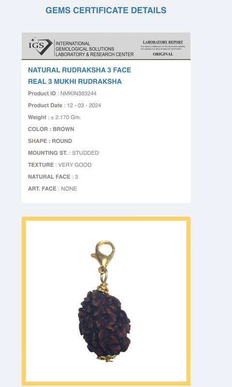 3 Mukhi Original and certified Rudraksh , Description and certificate attach (weight and size can vary )