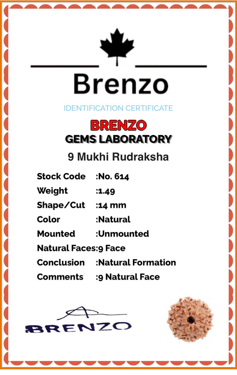 9 Mukhi Original and certified Rudraksh , Description and certificate attach( barcode can be scanned to check the certificate)