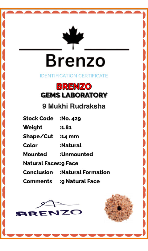 9 Mukhi Original and certified Rudraksh , Description and certificate attach( barcode can be scanned to check the certificate)