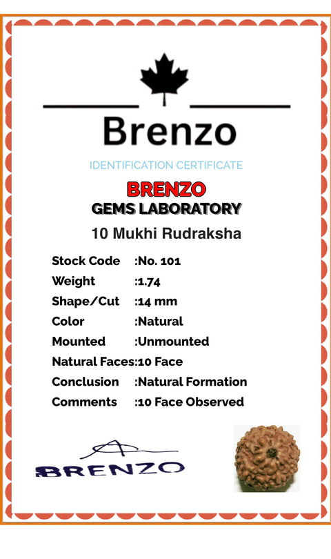 10 Mukhi Original and certified Rudraksh , Description and certificate attach( barcode can be scanned to check the certificate)