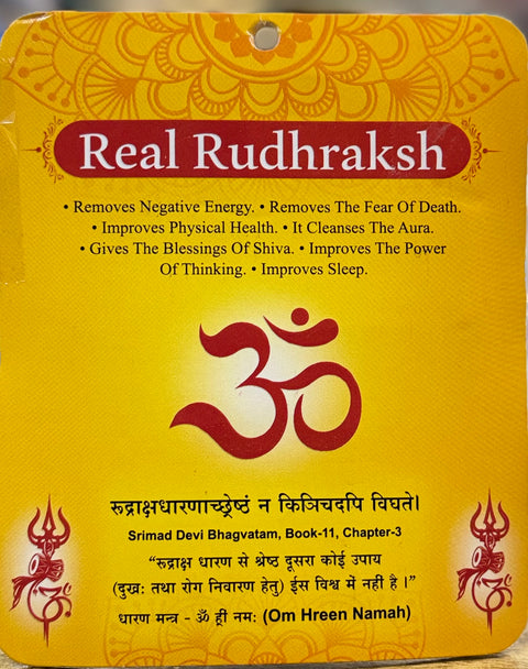 8 Mukhi Original and certified Rudraksh , Description and certificate attach