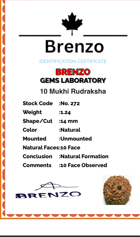 10 Mukhi Original and certified Rudraksh , Description and certificate attach( barcode can be scanned to check the certificate)