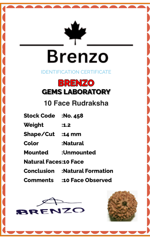 10 Mukhi Original and certified Rudraksh , Description and certificate attach( barcode can be scanned to check the certificate)