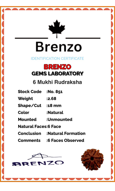 6 Mukhi Original and certified Rudraksh , Description and certificate attach( barcode can be scanned to check the certificate)