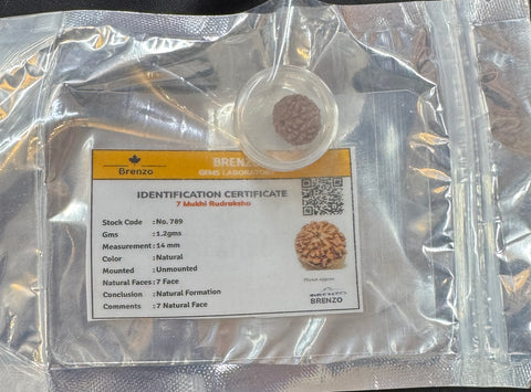 7 Mukhi Original and certified Rudraksh , Description and certificate attach( barcode can be scanned to check the certificate)