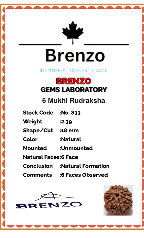 6 Mukhi Original and certified Rudraksh , Description and certificate attach( barcode can be scanned to check the certificate)